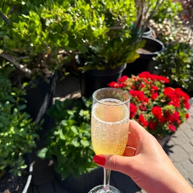 A mimosa raised on the garden patio among the flowers